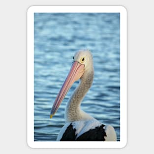 Pelican. Looking back at ya! Sticker